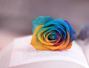 Rainbow rose ...