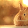 Bunny ...