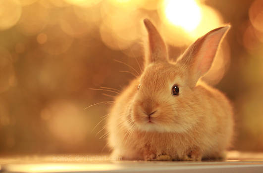 Bunny ...