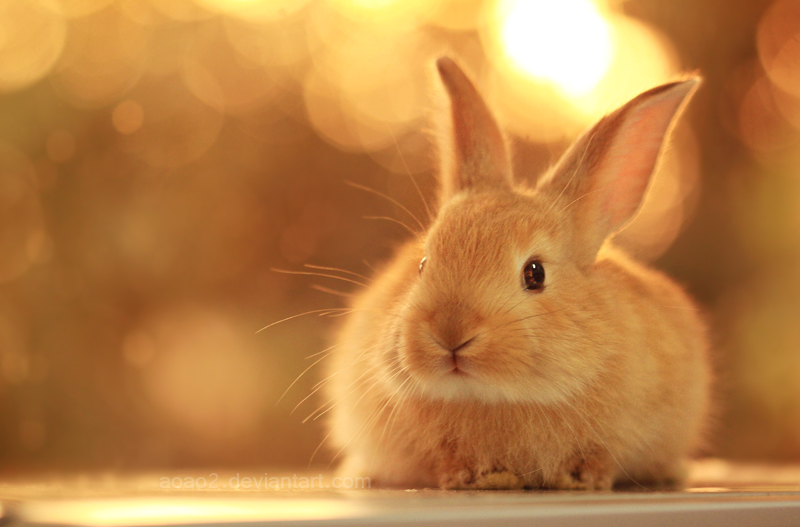 Bunny ... by aoao2 Bunny ... by aoao2