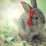 Minnie bunny ...