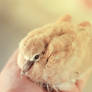 Baby dove ...