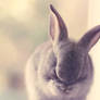 Shy bunny ...