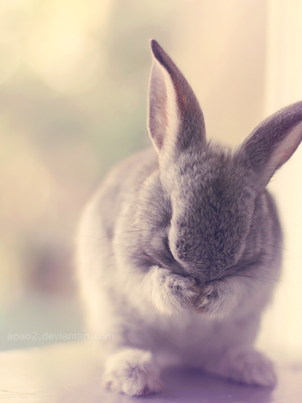 Shy bunny ...