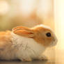 bun bun