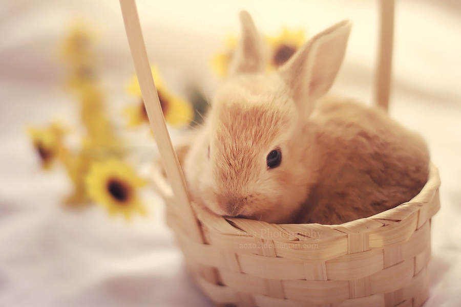 Bunny in a basket