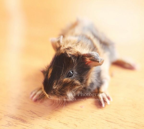 Newborn guinea pig