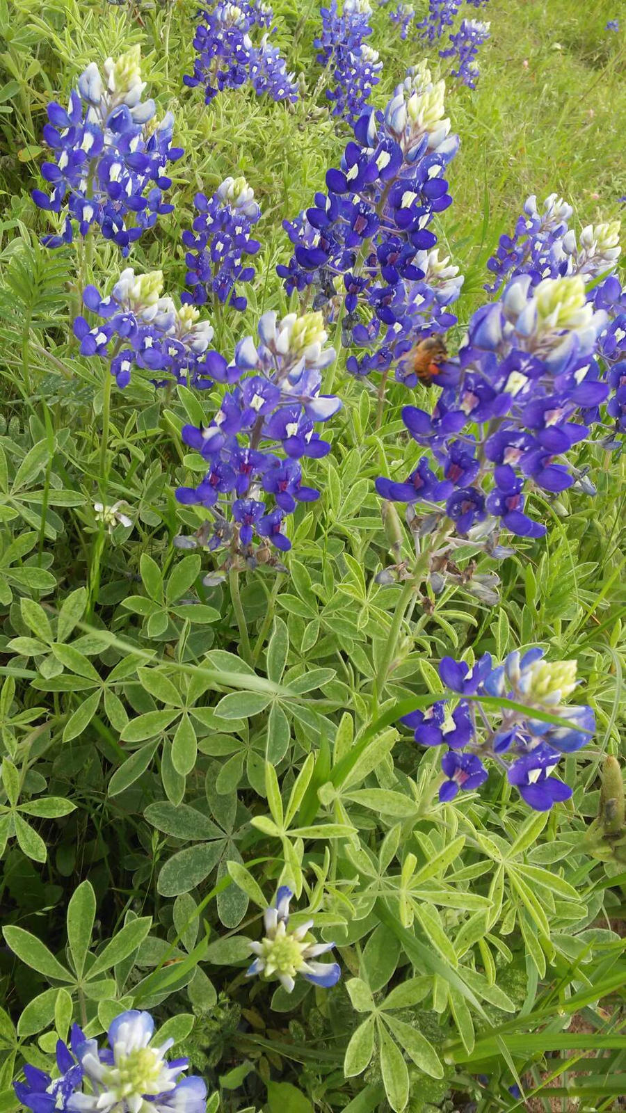 Bluebonnets 