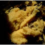 cookie dough