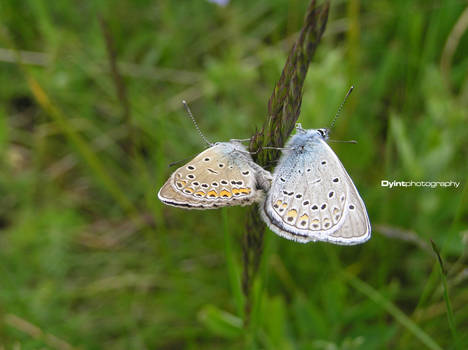 A Couple of Butterflys