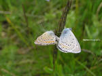 A Couple of Butterflys by Dyint