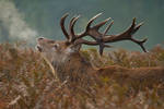 Red Deer Stag by mansaards