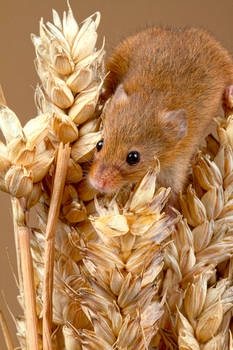 Harvest Mouse