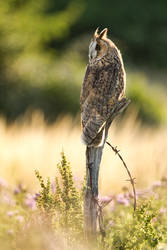 Evening Owl