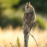 Evening Owl