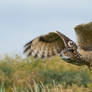 Meadow Owl