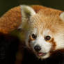 Red Panda