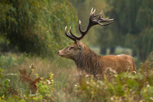 Stag in the Rain