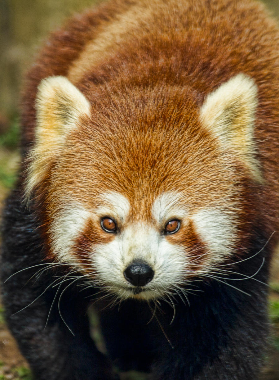 Red Panda