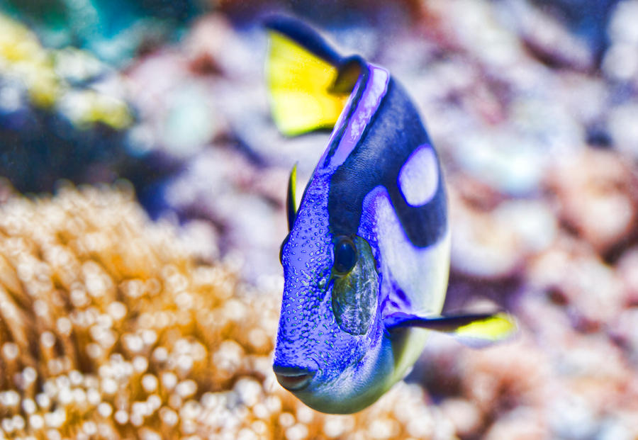 Blue Tang