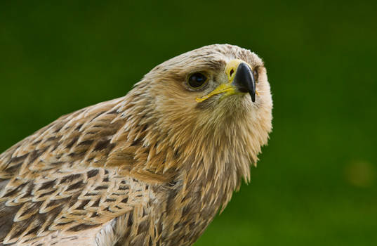 Tawny Eagle