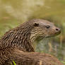 Soggy Otter