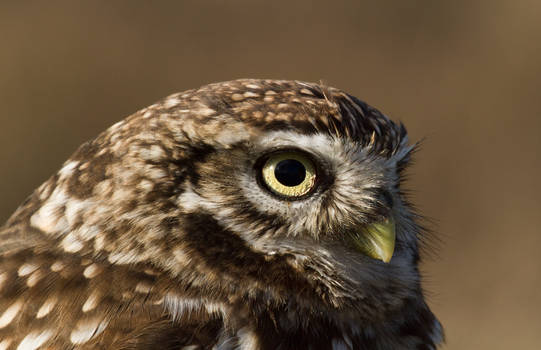 Little Owl