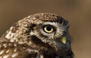 Little Owl