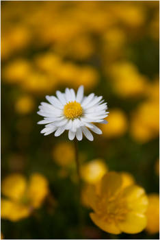 Spring daisy