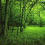 green rain forest