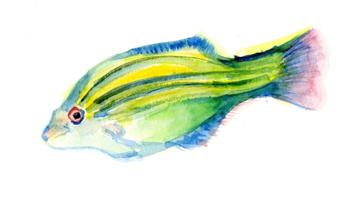 Watercolor striped fish