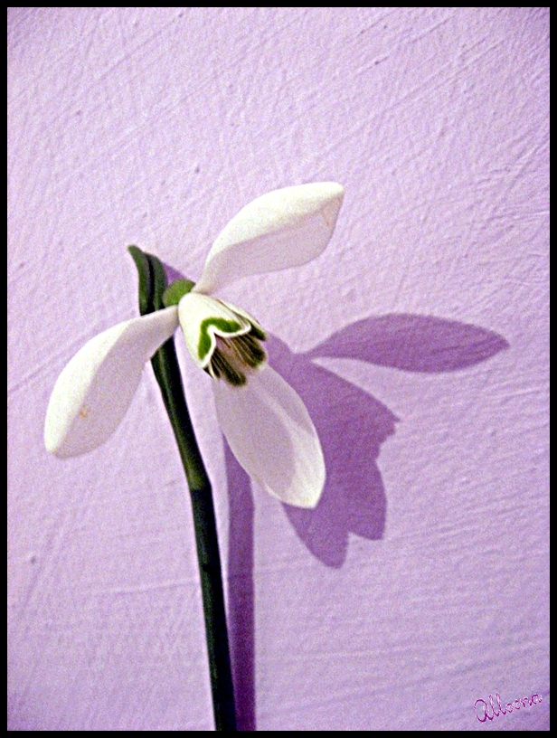 Spring snowdrop