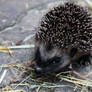 Hedgehog I