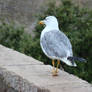 Seagull walk