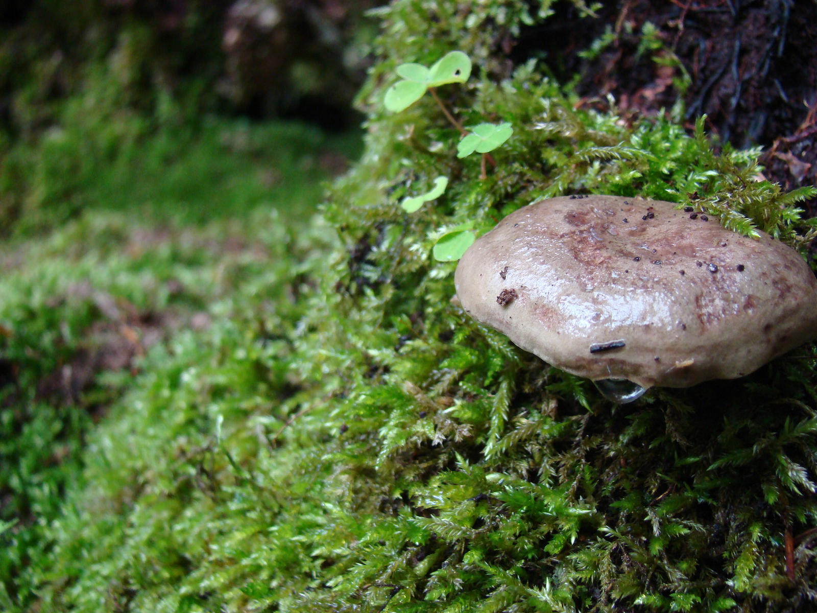 Tears of a mushroom