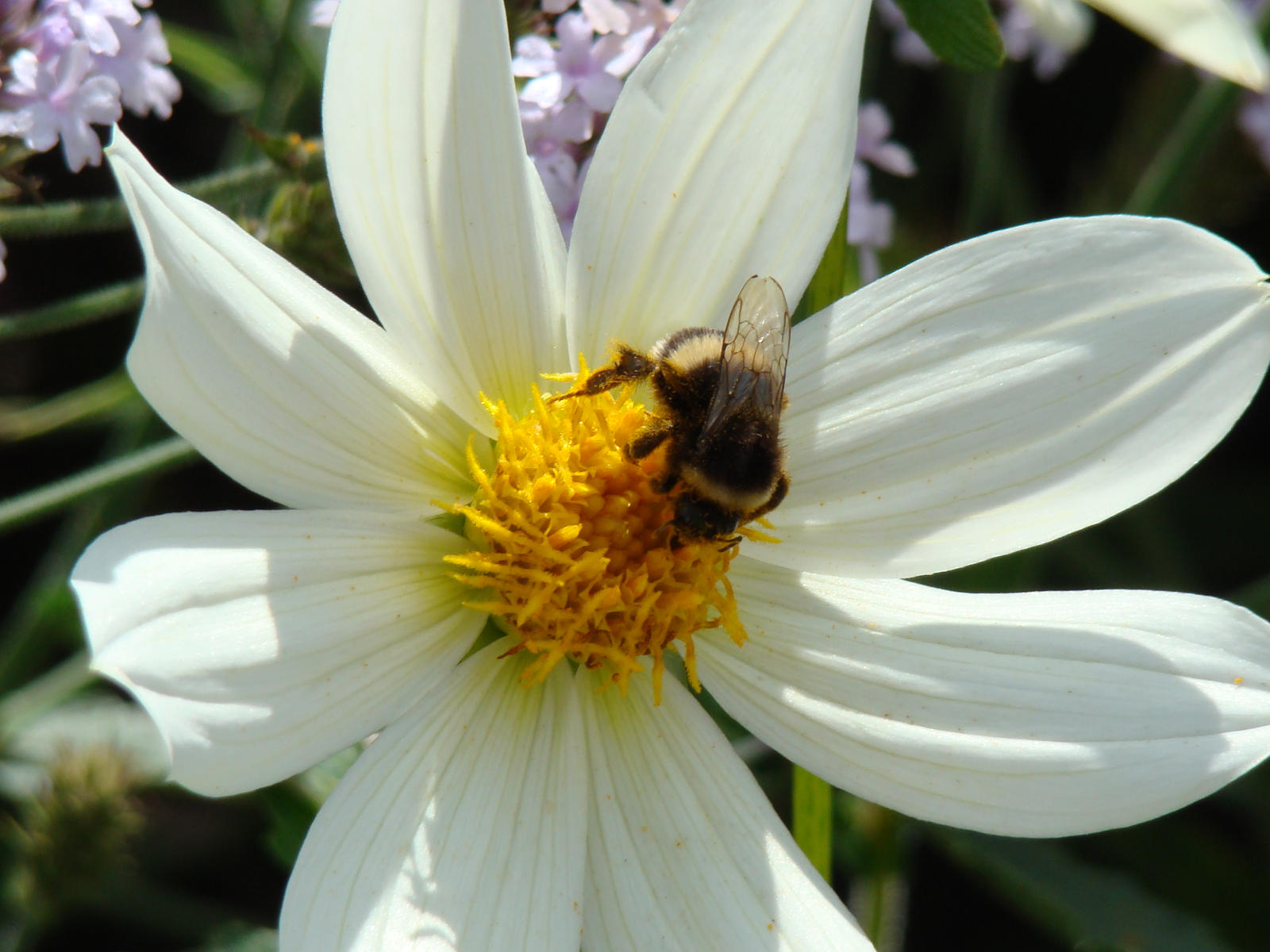 Nectar Bumble bee