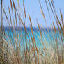 Reeds by the sea 3