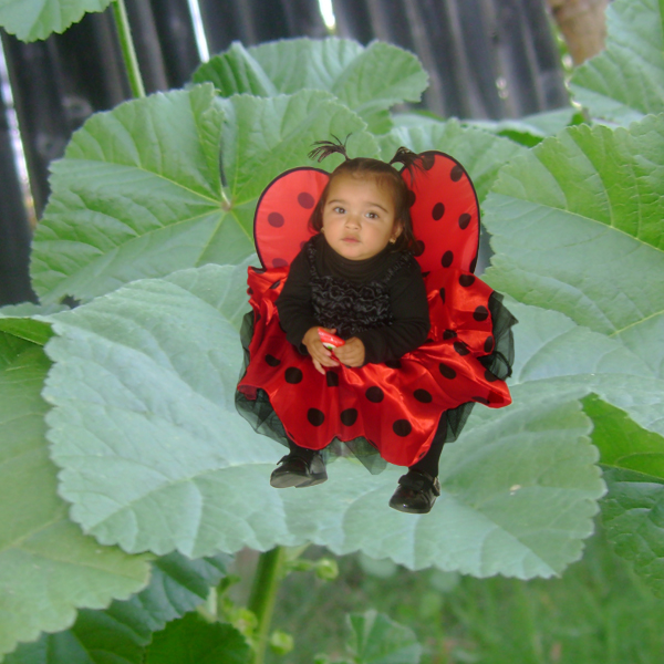 Ladybug