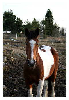 Curious Horse at Norrtalje