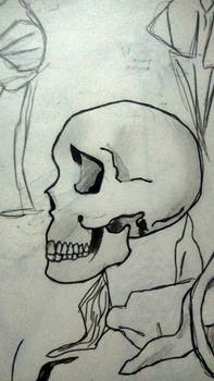 Skull