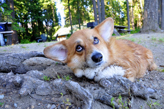 Corgi Pose