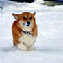 Snow Dog