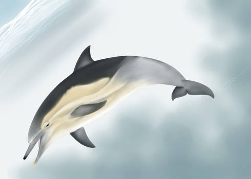 Long-beaked Common Dolphin First Attempt