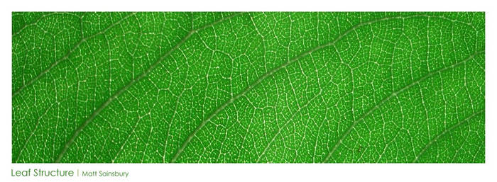 Leaf Structure