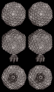 Virus stereo pairs