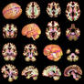 color averaged brain MRI sections