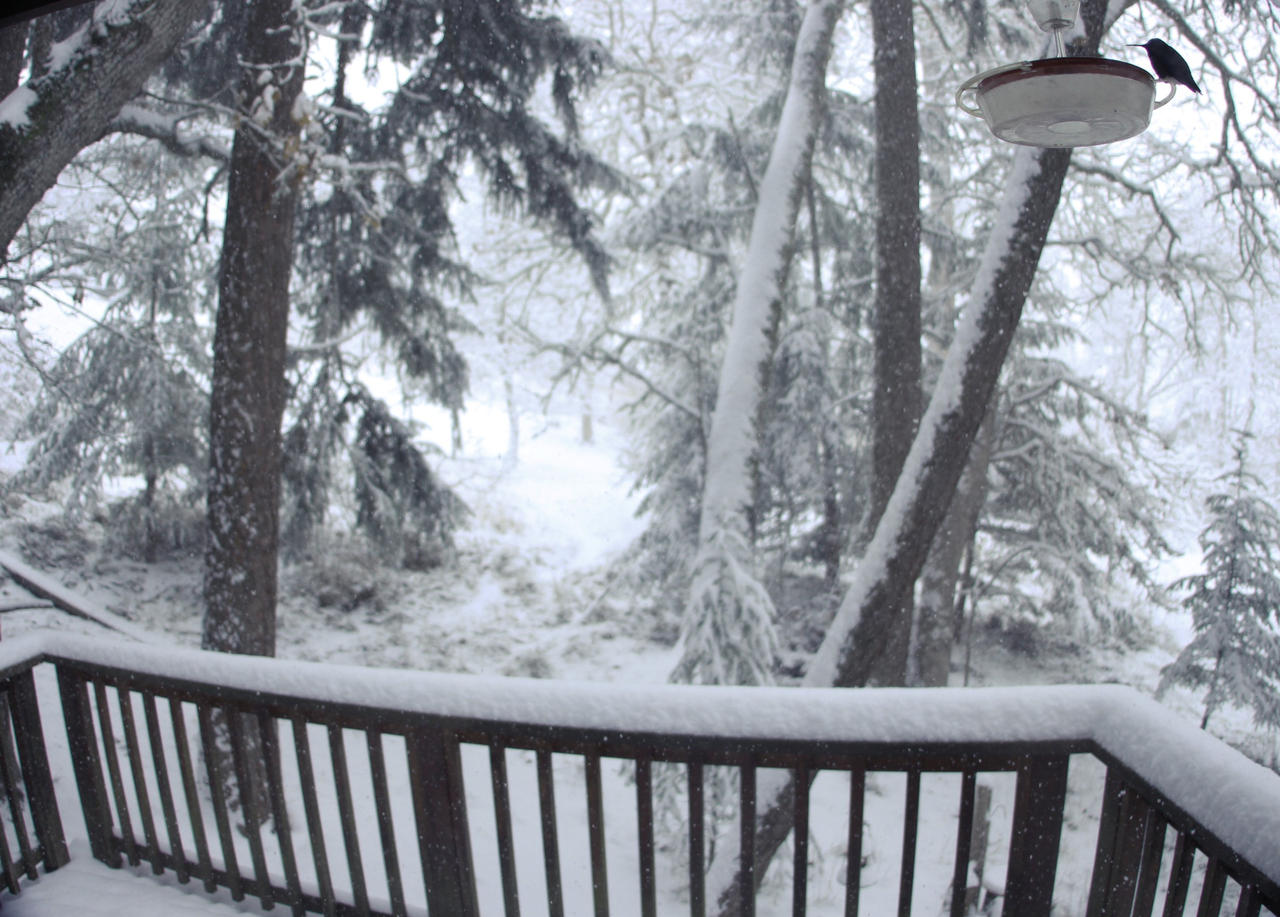 Anna's hummingbird in snow