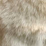 white cat fur