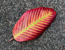 sidewalk leaf
