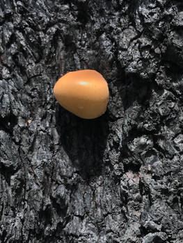 fungus on Douglas fir